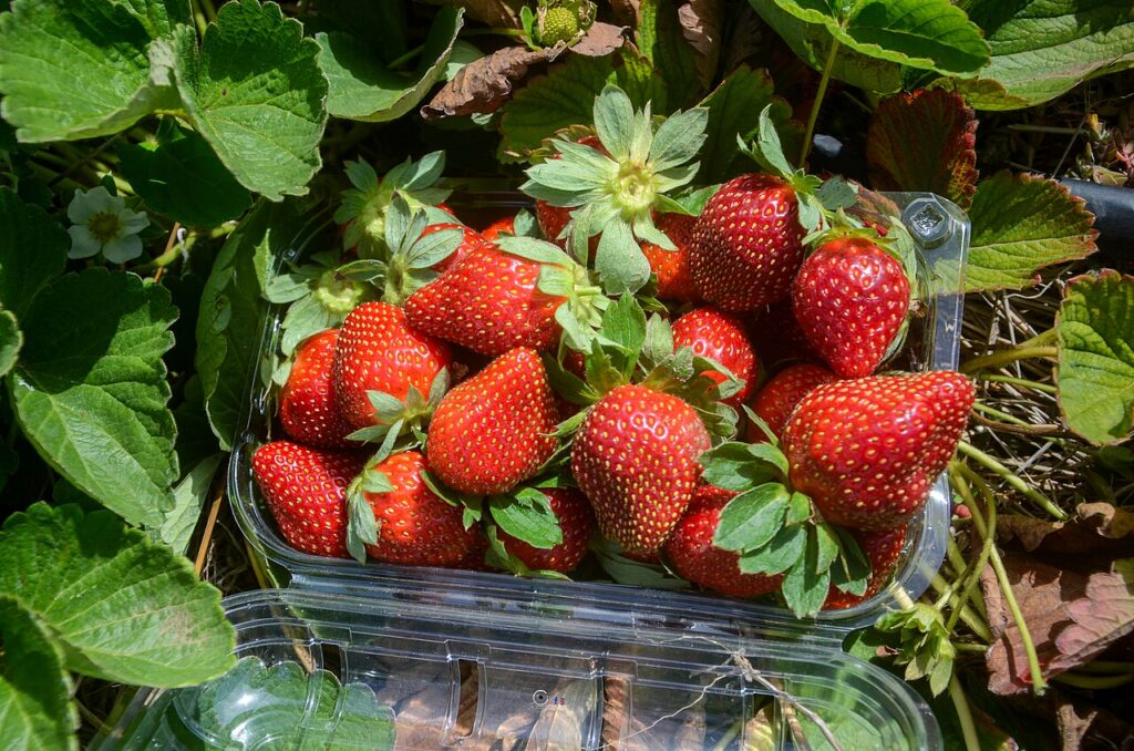 culture fraise sénégal 36 culture fraise sénégal 36